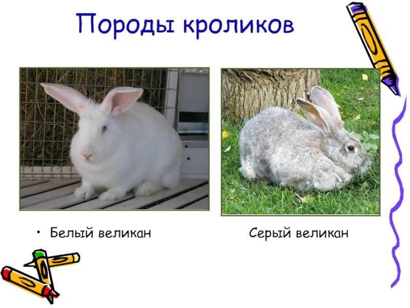 Порода кроликов серый великан. | кролики. разведение и содержание в домашних условиях