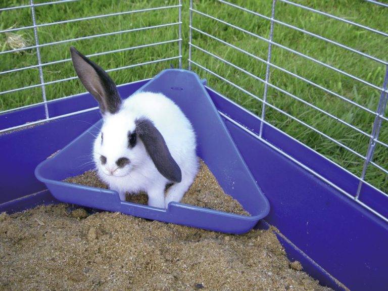 Советы как приучить декоративного кролика к лотку