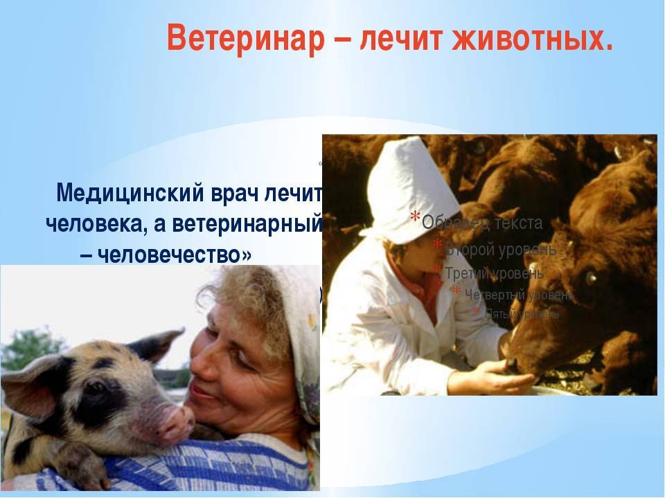 Новогодние опасности для домашних животных - блог зоомагазина zootovary.com