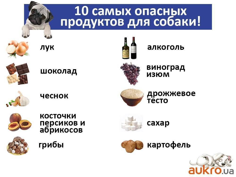 Полезные продукты для собак - список продуктов
