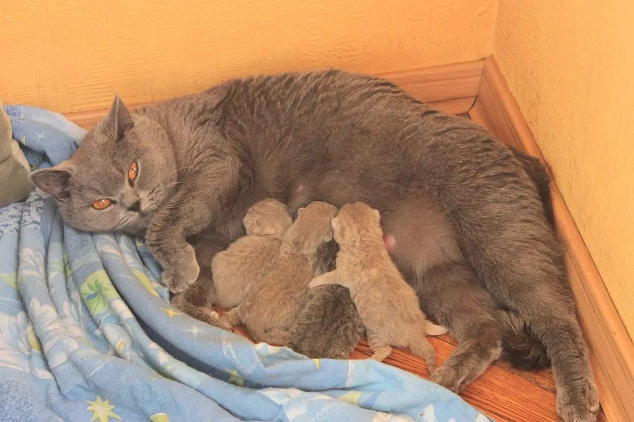 Сколько котят рожает кошка в первый раз: описываем все нюансы