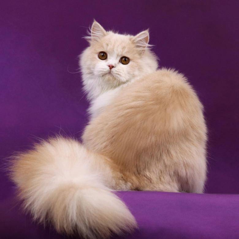 Шотландские прямоухие кошки (скоттиш страйт): описание породы, характер, здоровье