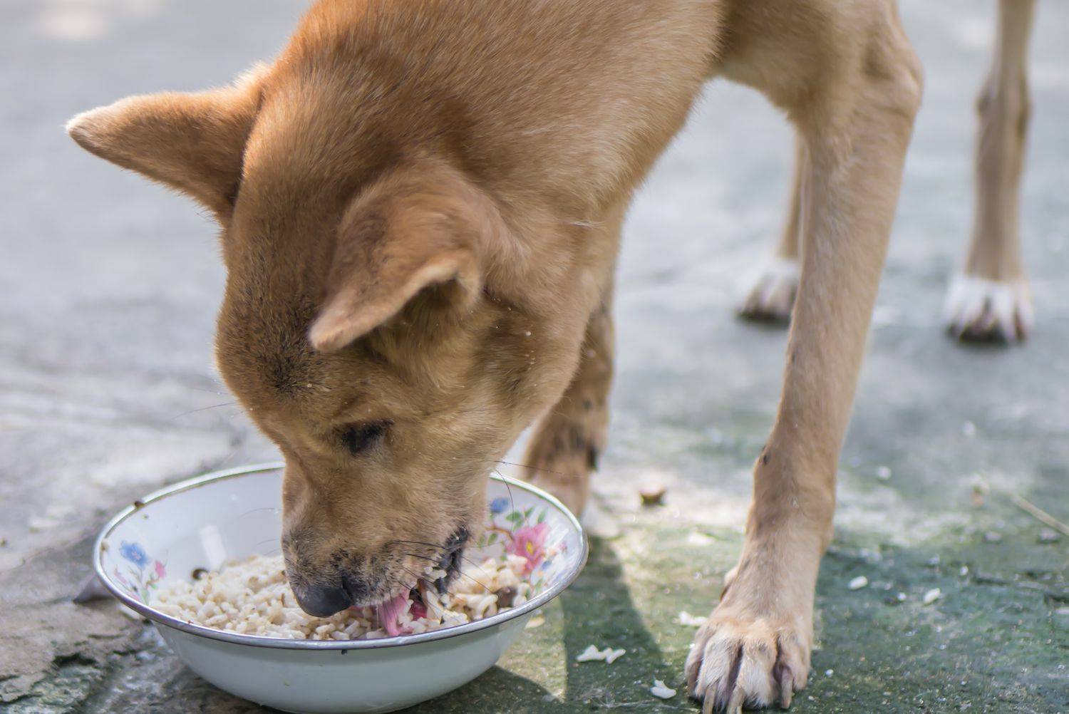 Собака отказывается от еды - причины и что делать если пес вялый и не ест | petguru