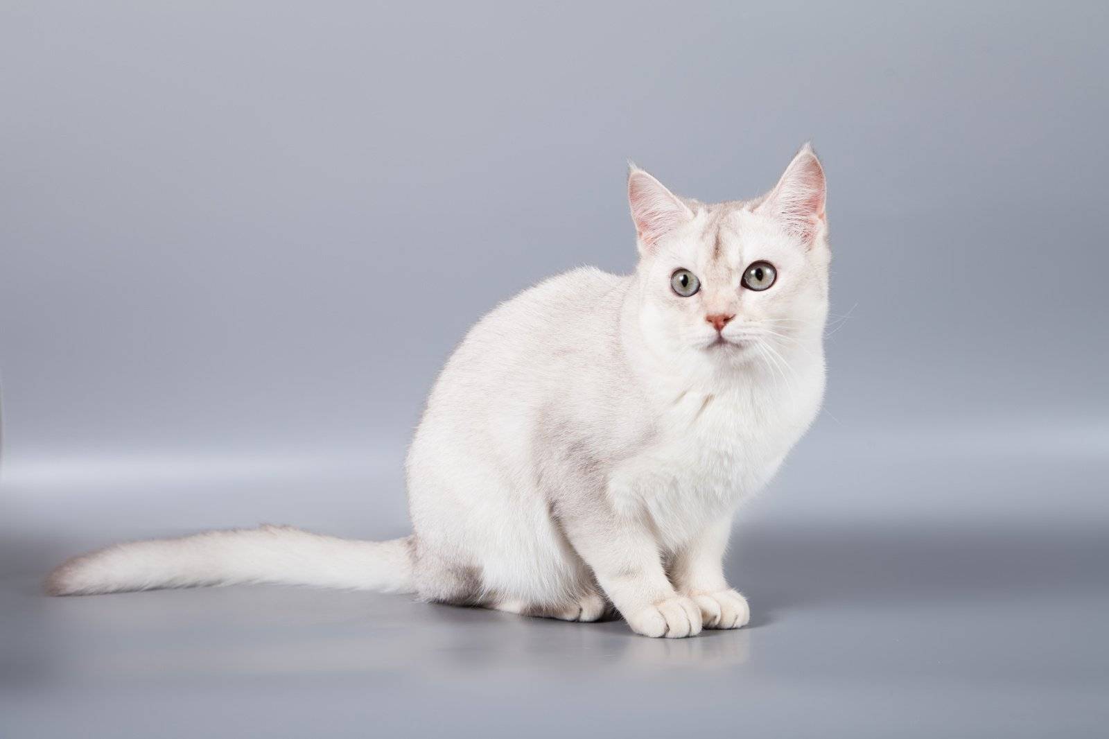 Бурмилла — описание породы и характер кошки