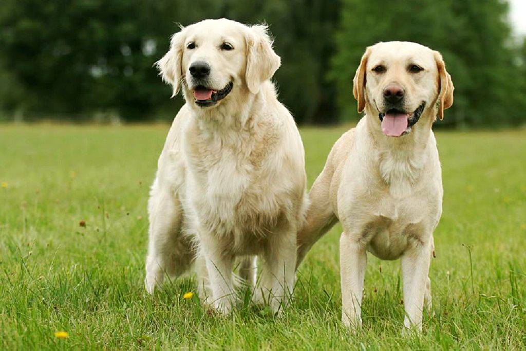 Ретривер и лабрадор разница пород: внешние отличия, сравнение характеров, фото собак