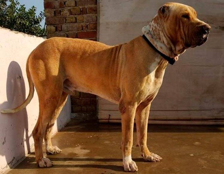 Собаки породы булли кутта или пакистанский мастиф