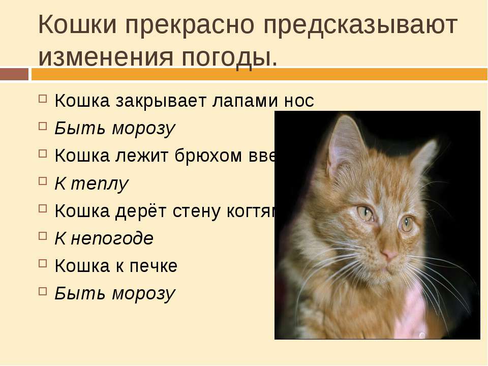 Рыжие коты и котята: что они несут дому, приметы и суеверия, связанные с ними