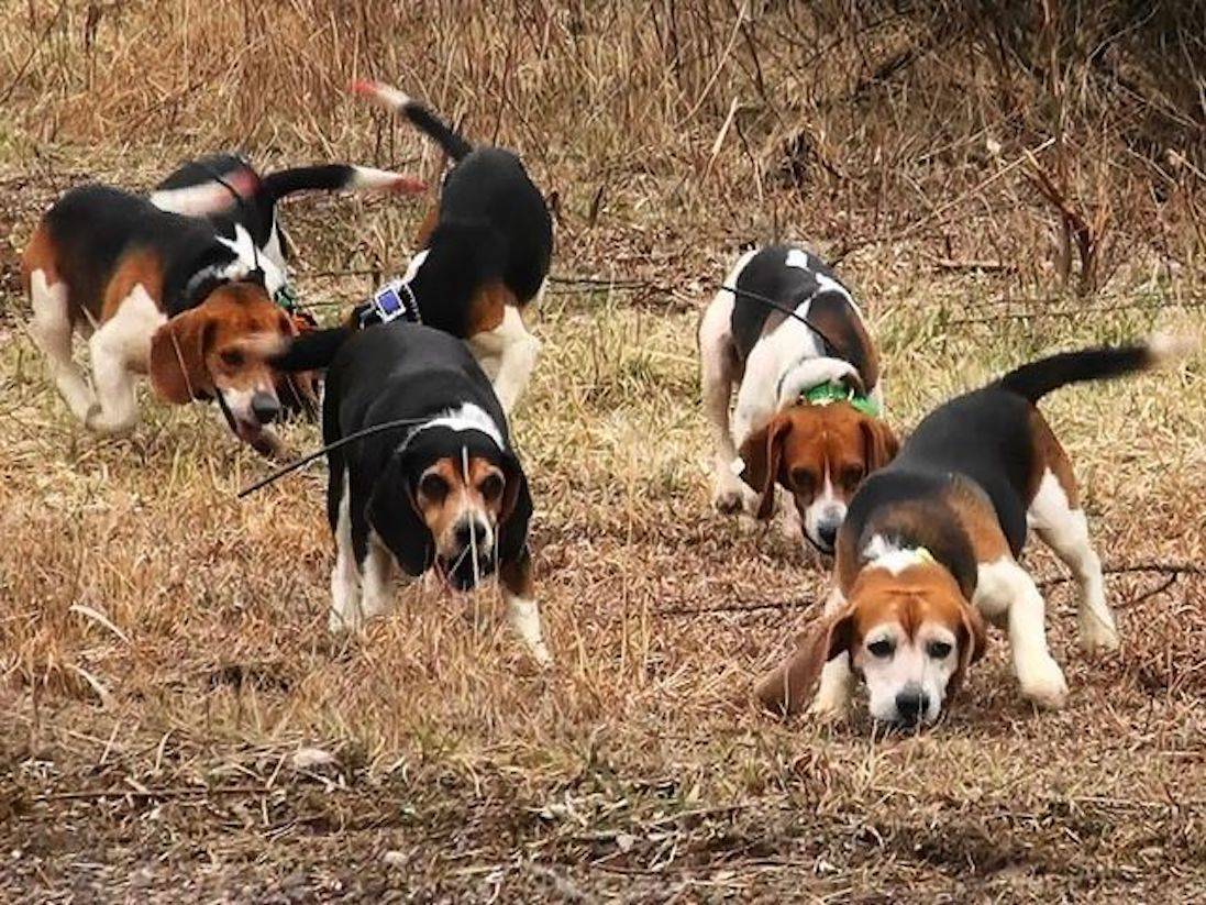 Охотничьи породы собак с названиями и фотографиями | petguru