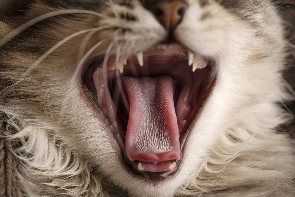 8 причин почему кот высовывает кончик языка