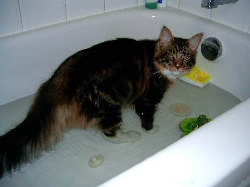 Породы кошек которые любят воду?