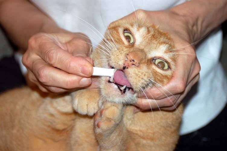 Запах изо рта у кошки: причины и лечение, как избавиться