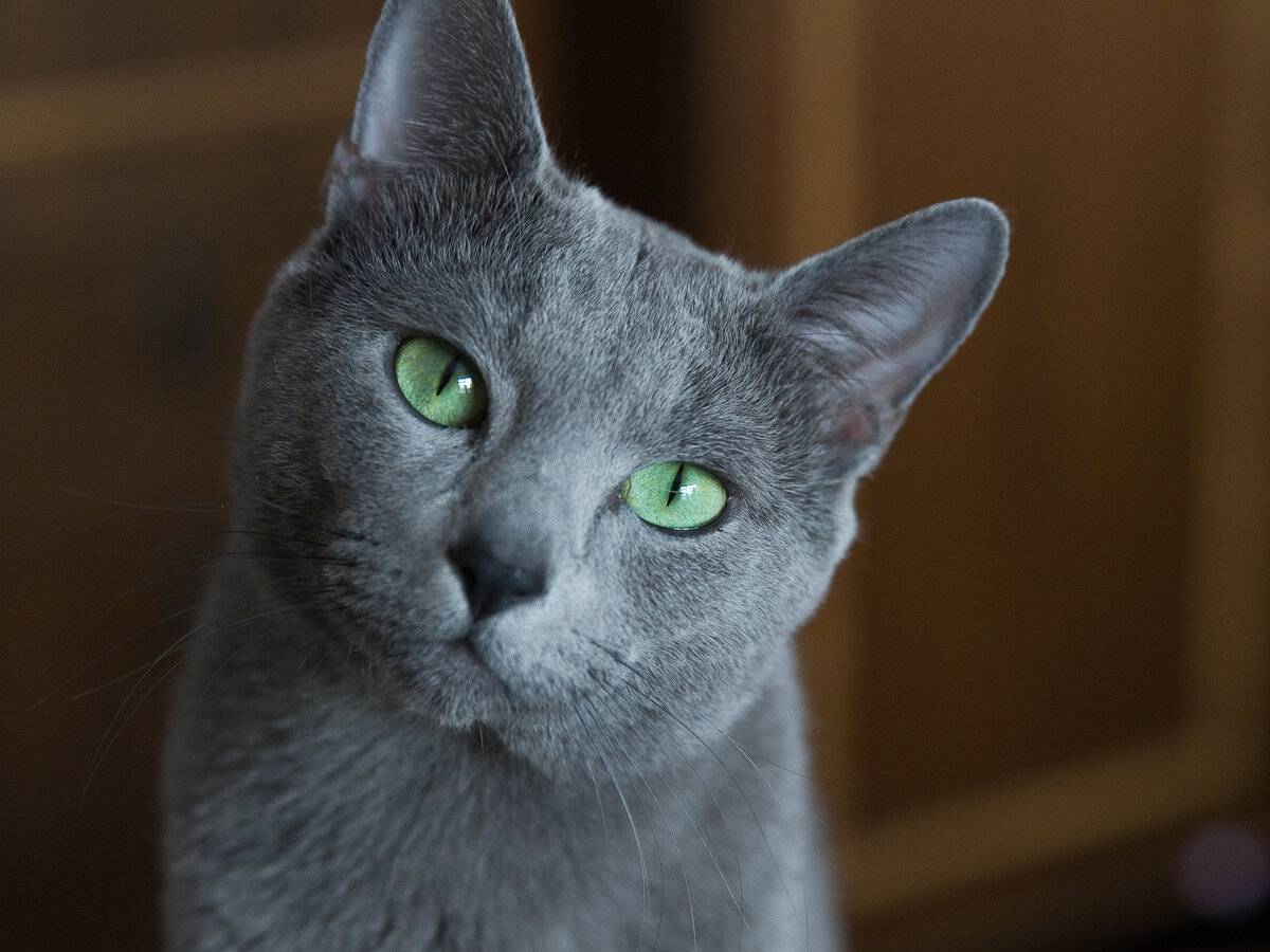 Русская голубая кошка: описание породы, характер, отзывы (с фото и видео)