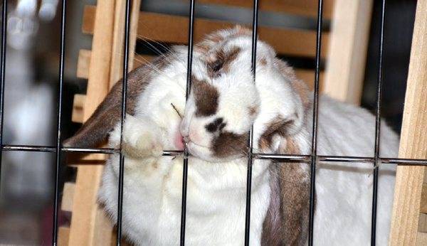 Почему кролики грызут деревянные клетки: причины и решение
почему кролики грызут деревянные клетки: причины и решение