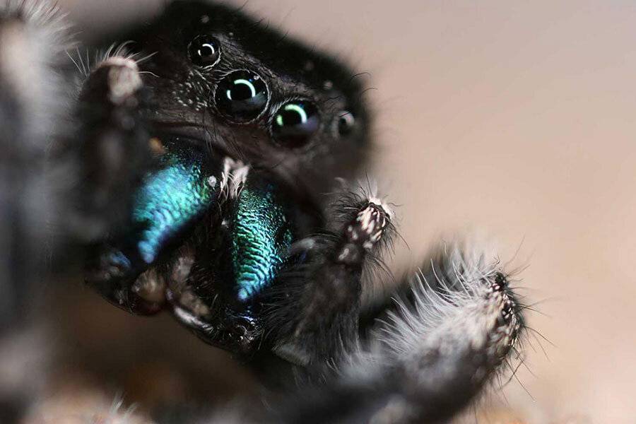 Сколько глаз у паука