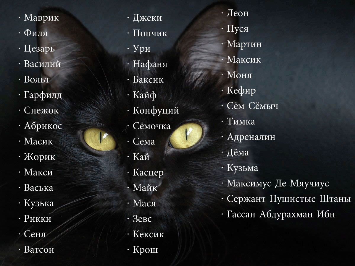 Японские имена для кошек и котов | девочек и мальчиков, список