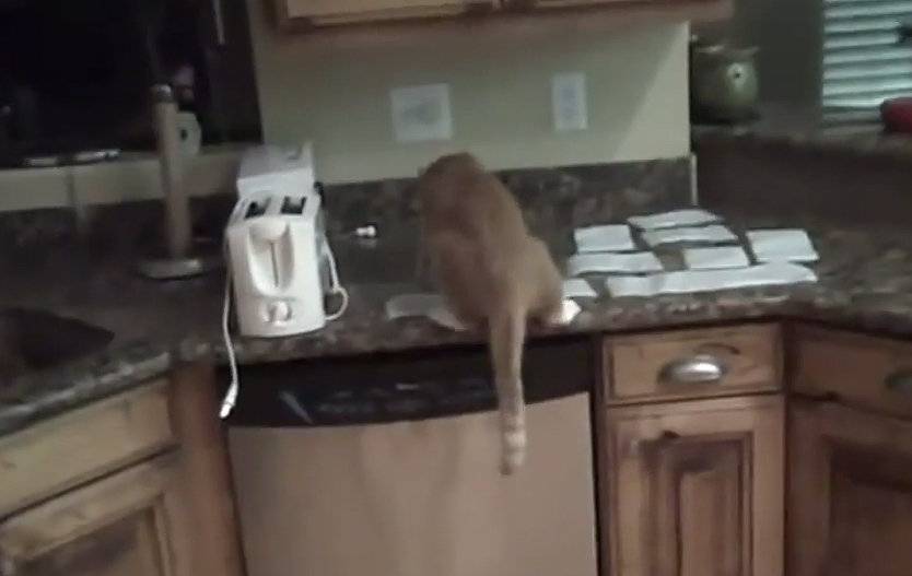 Как отучить кошку прыгать на стол