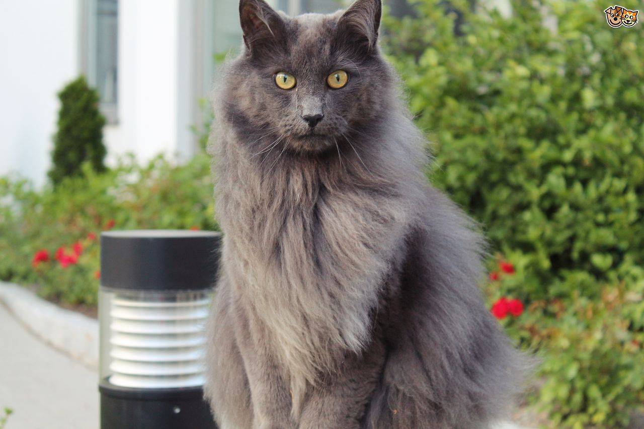 Нибелунг - кошка с особым характером. описание и фото