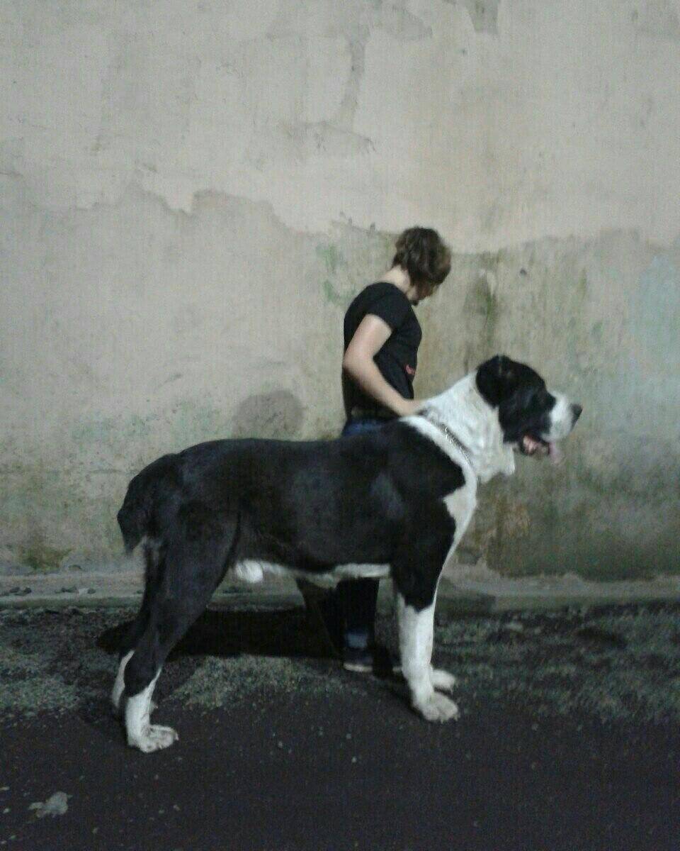 Бульдозер: самый большой пёс и рекордсмен породы алабай