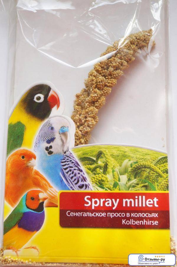 Чумиза — вкусное лакомство для попугаев
