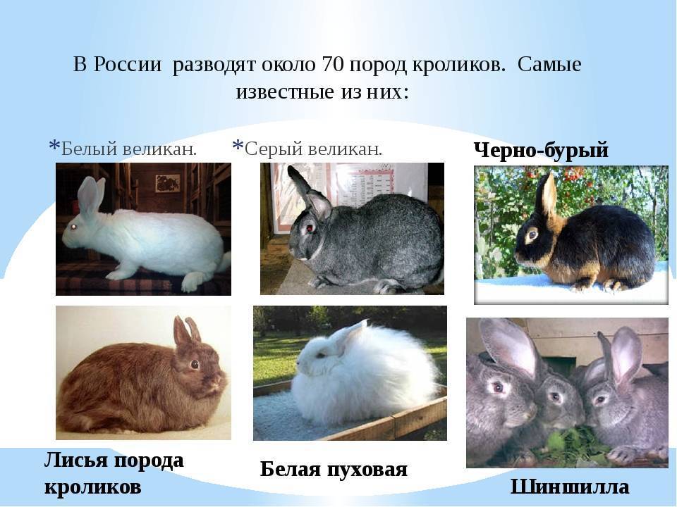 Какую породу декоративного кролика выбрать? — зверушки