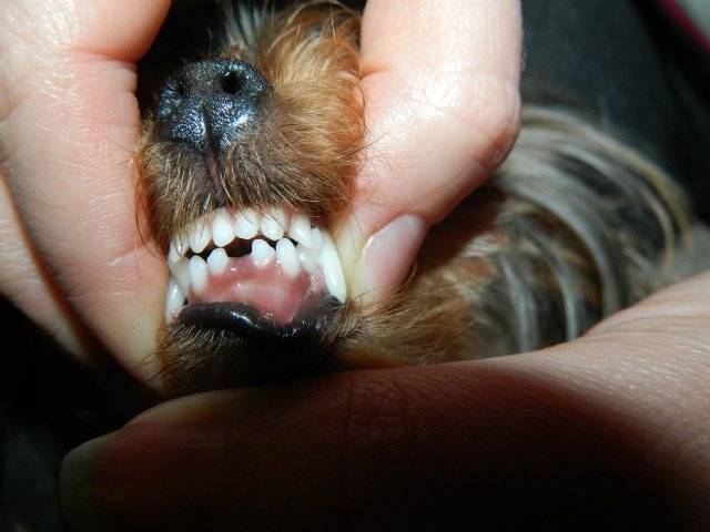 Когда у собак меняются молочные зубы, схема смены | zoosecrets