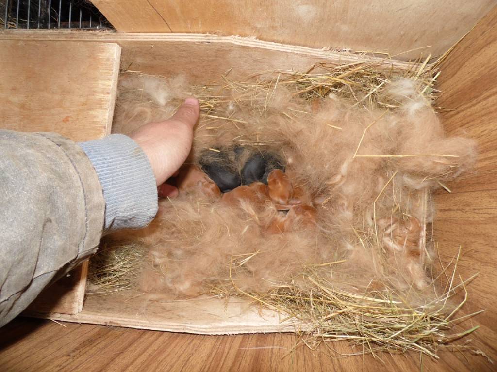 Гнездо для крольчихи (маточник): размеры, как сделать своими руками