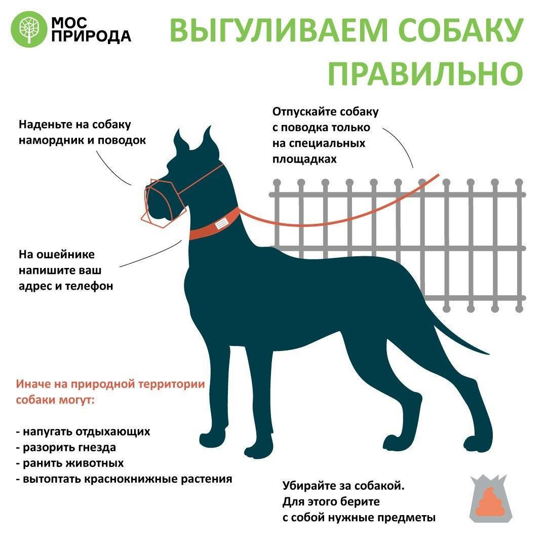 Правила и закон о выгуле собак 2021: намордники, поводки и их отсутствие, где можно гулять и ответственность за нарушение
