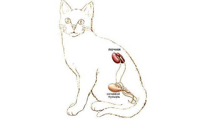 Почечная недостаточность у кошек: симптомы, лечение, причины, прогноз