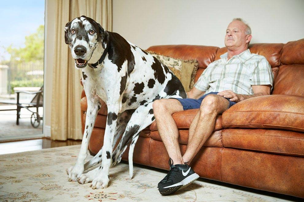 Сколько лет самой старой собаке в мире: сколько прожила долгожительница