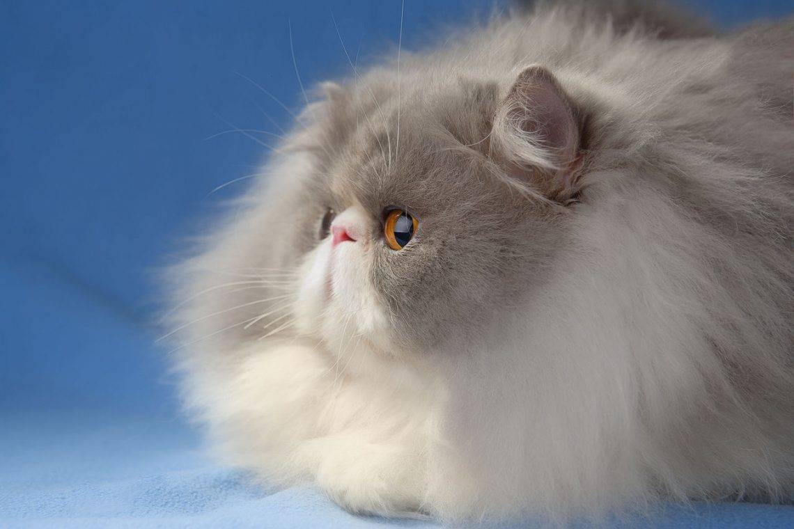 Описание персидской породы кошек | наши лучшие друзья