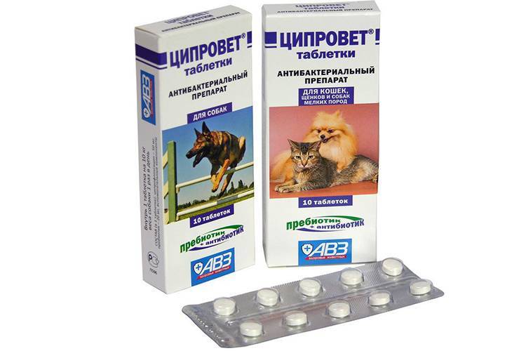 Ципролет для собак: инструкция по применению глазных капель и таблеток с дозировкой и отзывами. можно ли давать препарат щенкам и взрослым?