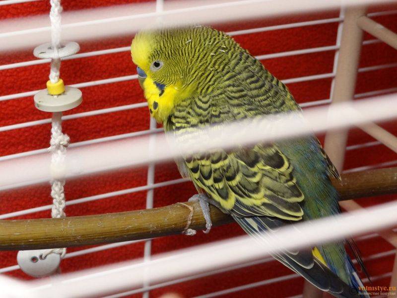 Можно ли попугаям арбуз: можно ли есть мякоть и арбузные семечки волнистым и другим породам попугаев