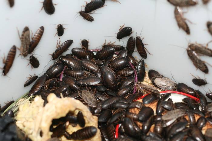 Кусают ли домашние тараканы людей и как может выглядеть укус