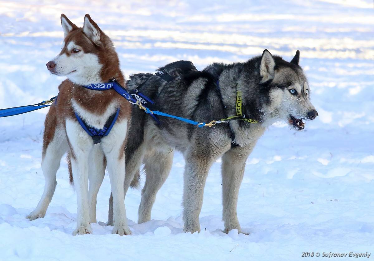 Камчатская ездовая собака: описание породы с фото и видео