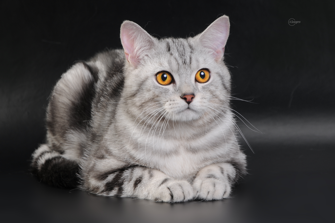 Скоттиш-страйт: шотладнская прямоухая кошка