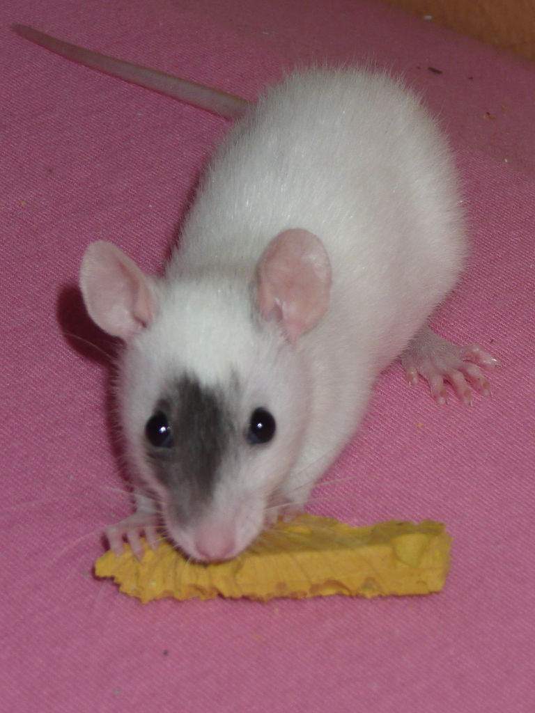 Список продуктов которыми нельзя кормить крысу в домашних условиях [новое исследование]