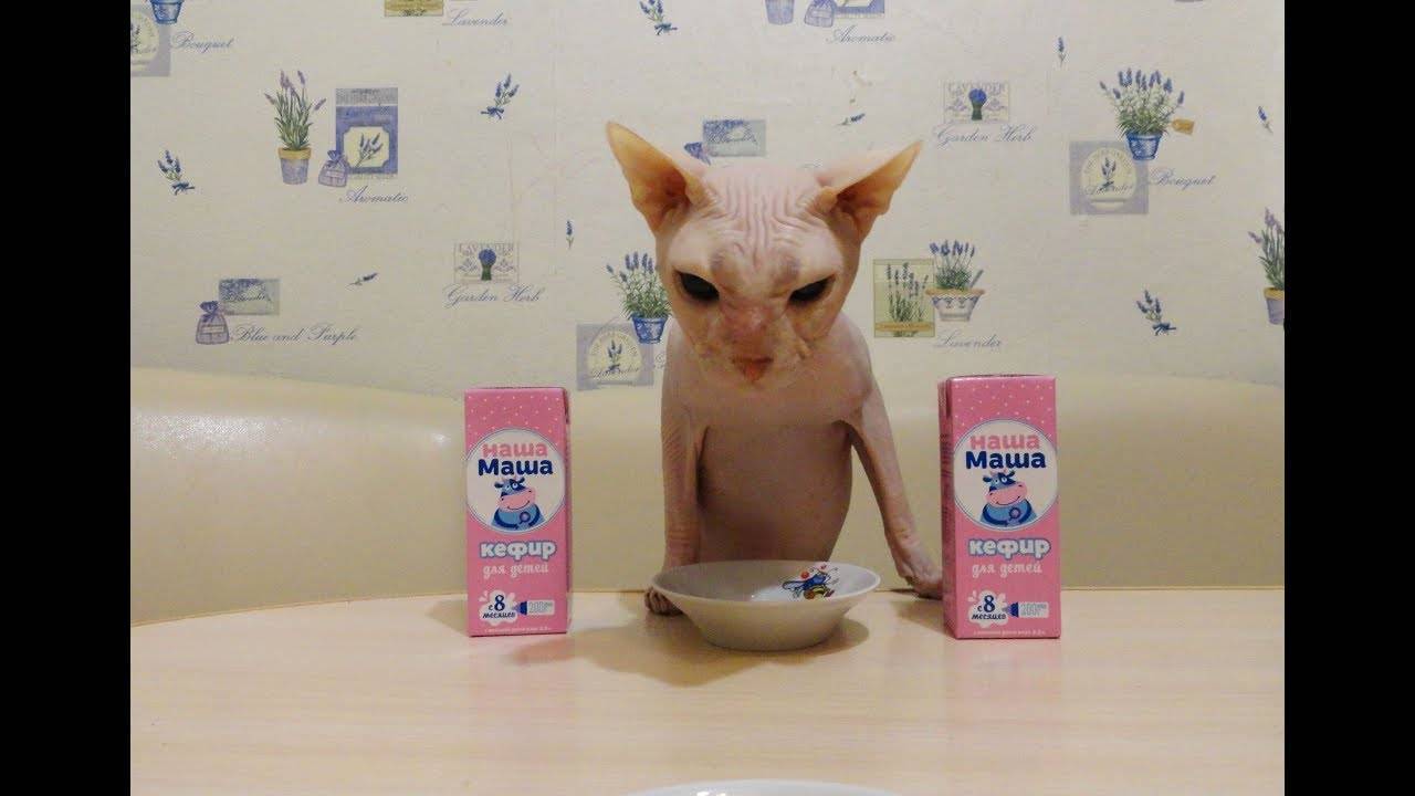 Можно ли кошкам молоко