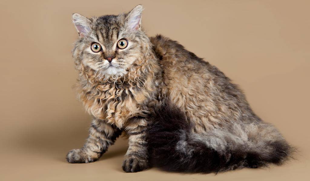 Корниш-рекс: описание породы, характер кошки, советы по содержанию и уходу, фото, отзывы
