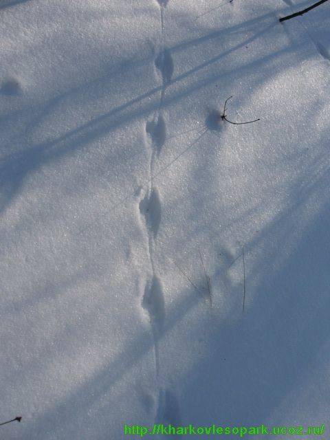 Как выглядят следы крысы на снегу: фото и описание следов (обновлено)