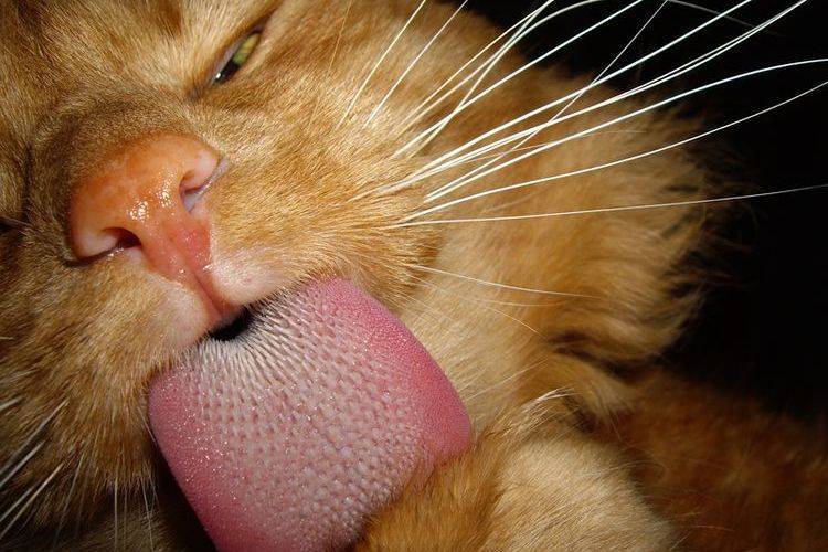 Почему у кошки шершавый язык - мамин советник