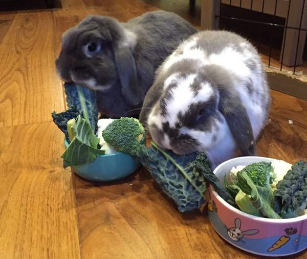 Можно ли давать домашним кроликам капусту