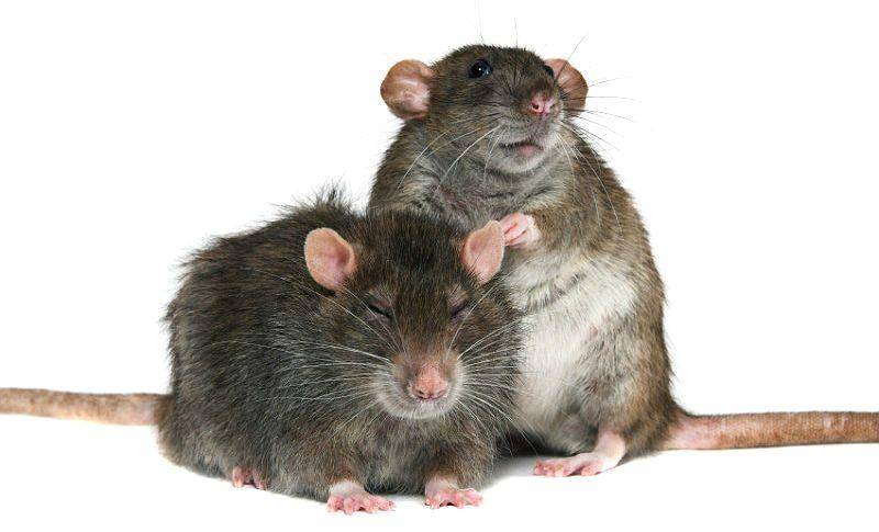 Вы что-то слышали о крысах? забудьте! часть 2