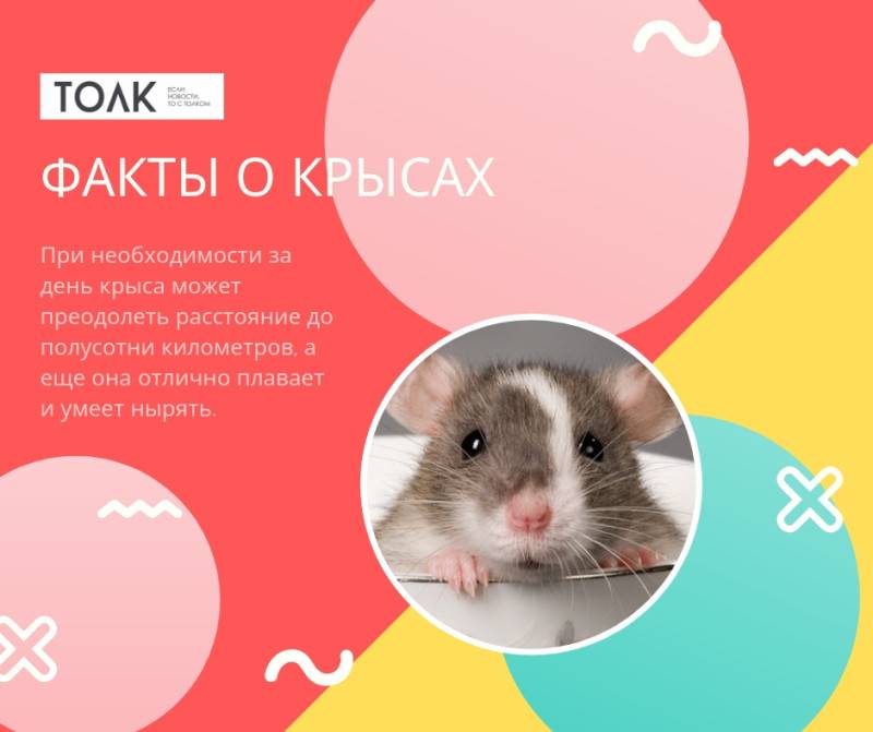 Интересные факты про крыс для детей