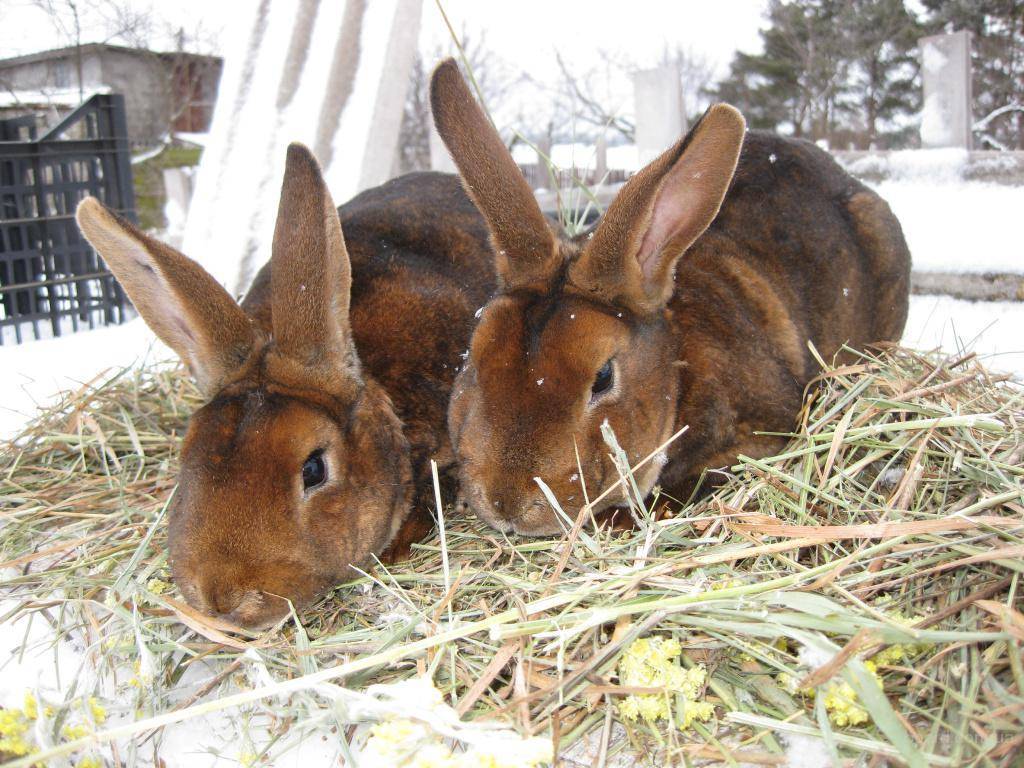 Кролики породы рекс - разведение, содержание и уход