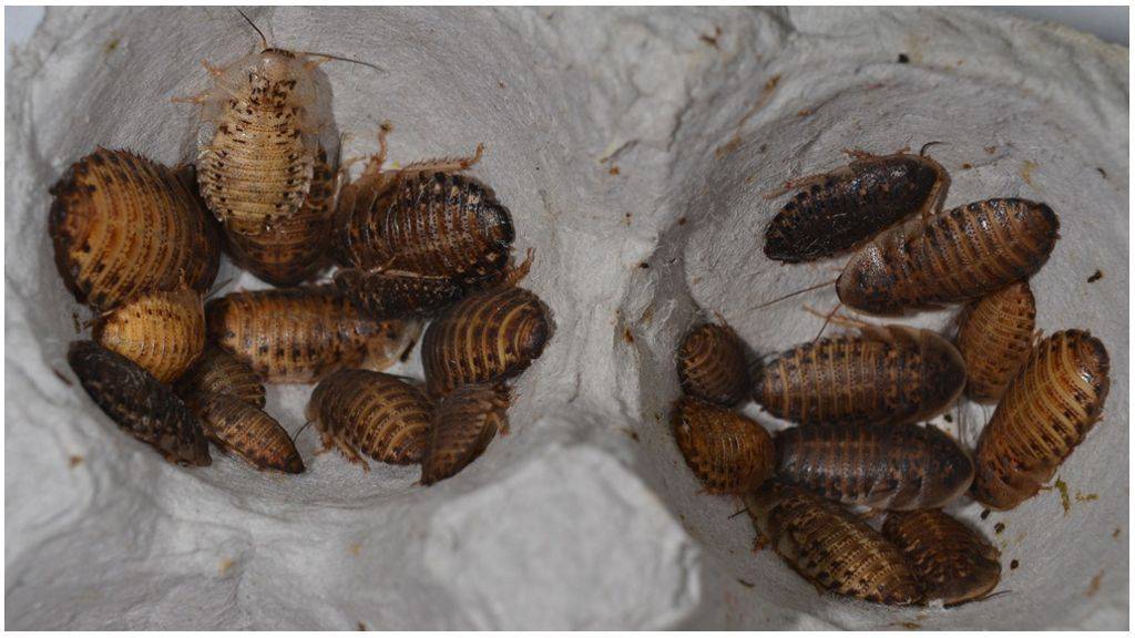 Как размножаются тараканы: описание всех этапов размножения, фото яйц и личинок русский фермер
