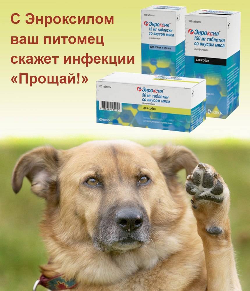 Энроксил для собак: инструкция по применению раствора и таблеток, аналоги - kotiko.ru