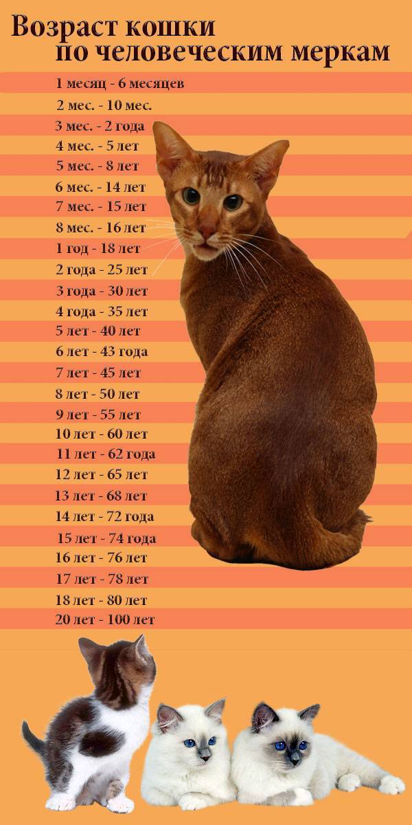 Как растут котята по месяцам: рацион, контроль веса