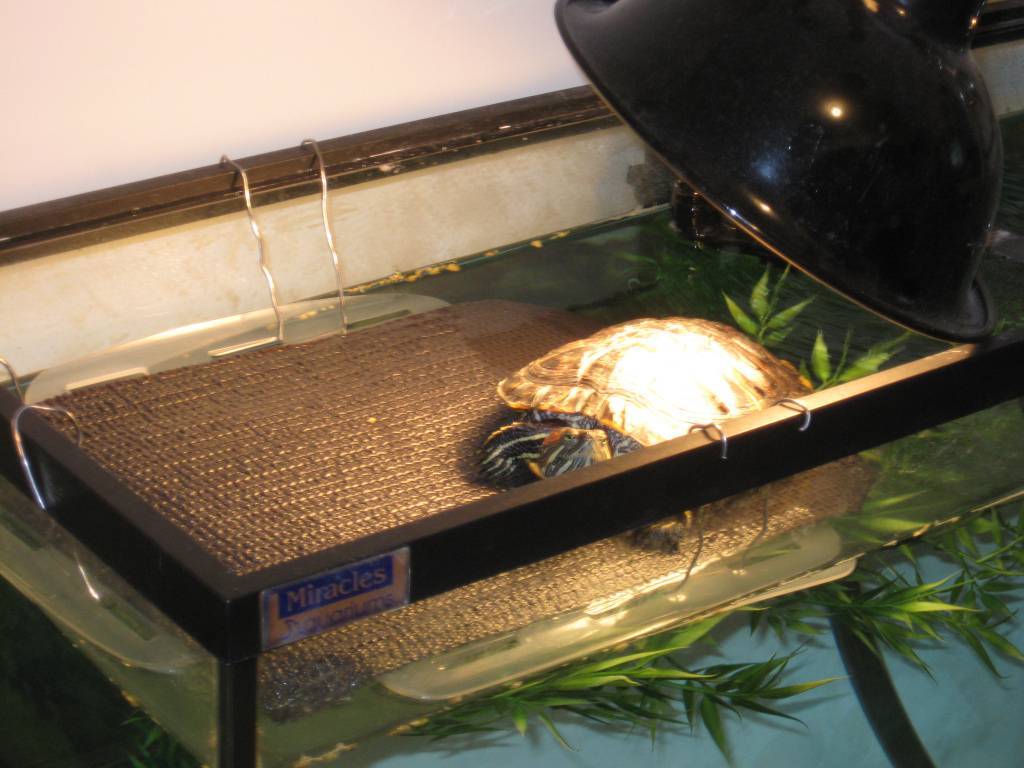 Можно ли декоративную черепашку держать с рыбками в аквариуме? советы специалистов