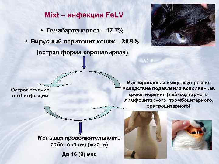 Коронавирус кошек (вирусный перитонит, fip)
