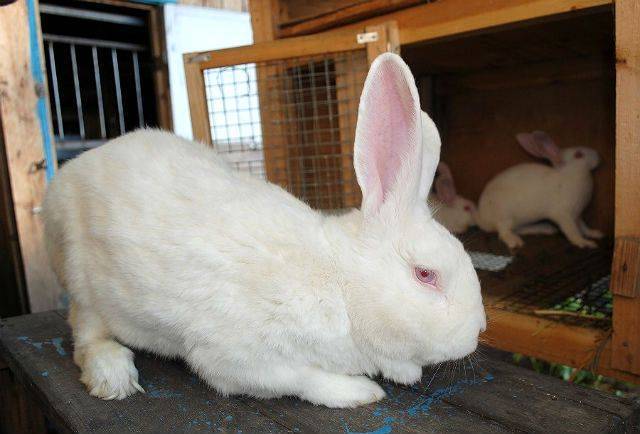 Кролики породы белый великан: характеристика и особенности разведения альбиносов